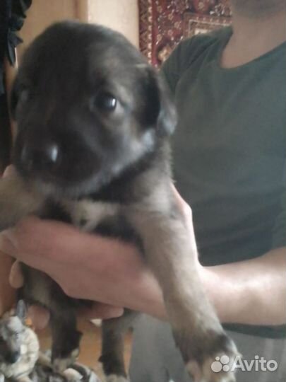 Щенки в добрые руки