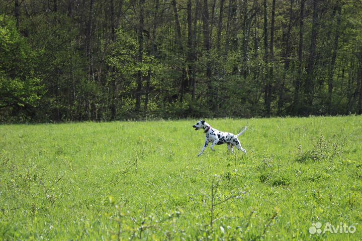 Далматин для фотосессии