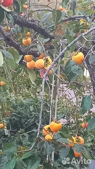 Продаётся хурма