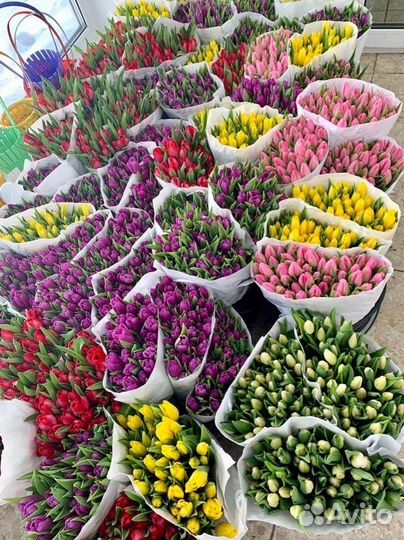 Букет из 51 розы, Розы опт, Тюльпаны,Фейверки опт