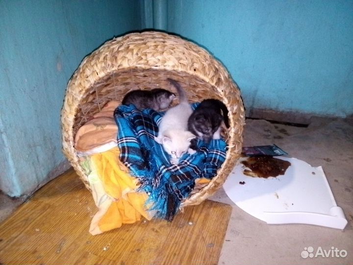 Котята в добрые руки