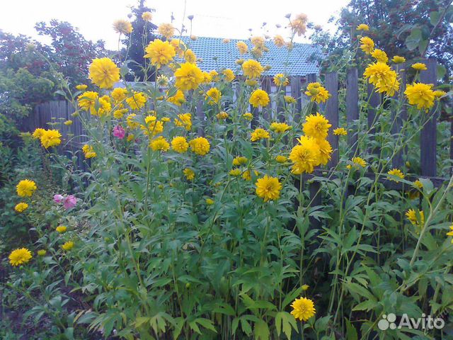 Золотые шары - рудбекия