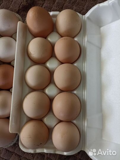 Инкубационное яйцо породы Юрловские голосистые