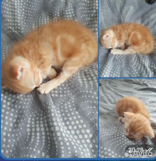 Британские котенок