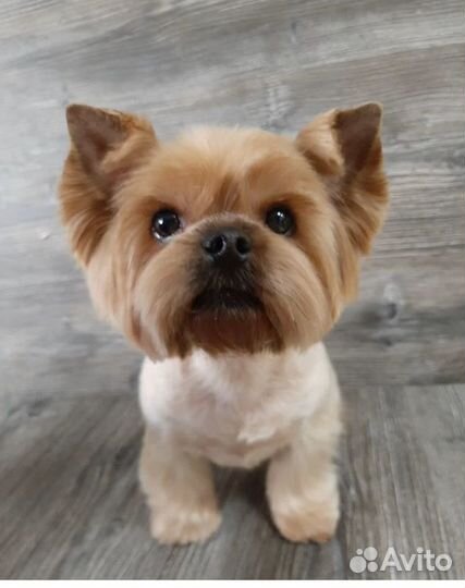 Стрижка собак и кошек