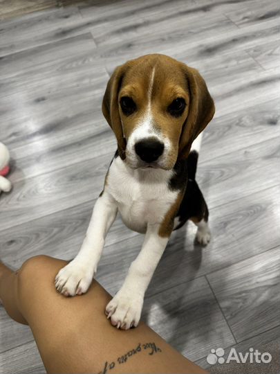 Щенки бигль