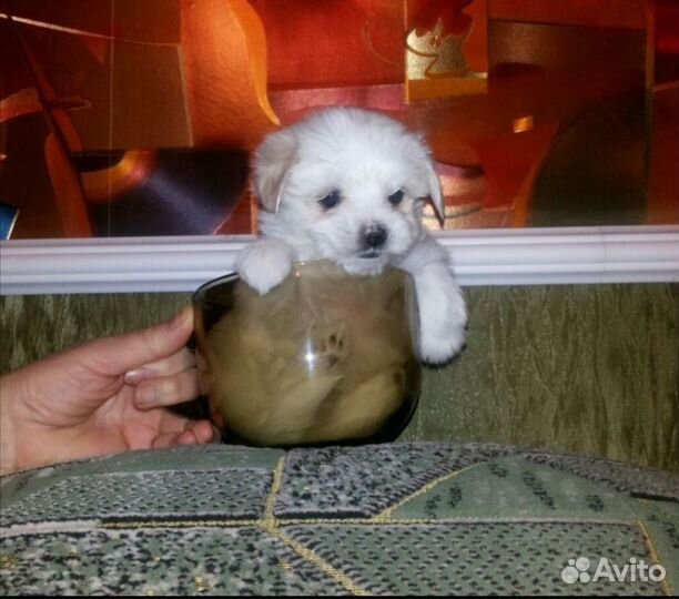 Щенки мальтезе