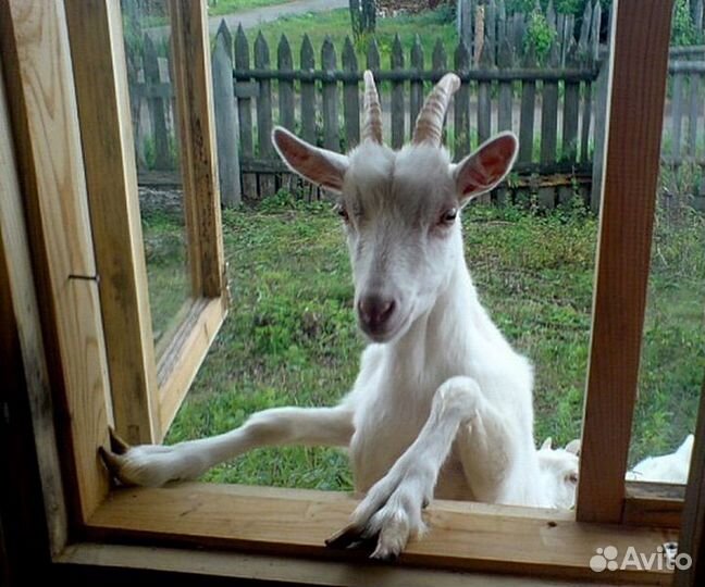 Продам козье молоко