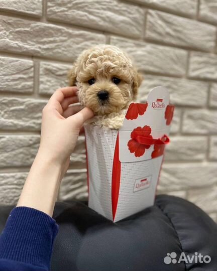 Мальтипу f1 mini корея тедди эксклюзив
