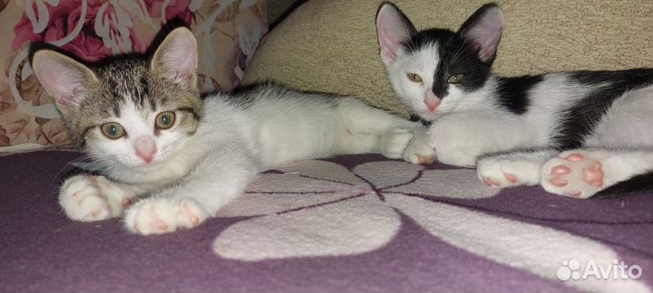 Котята в добрые руки