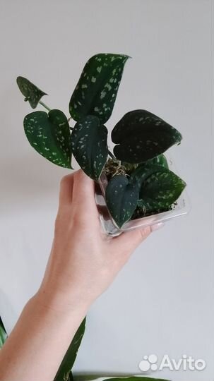 Сциндапсус сортовой