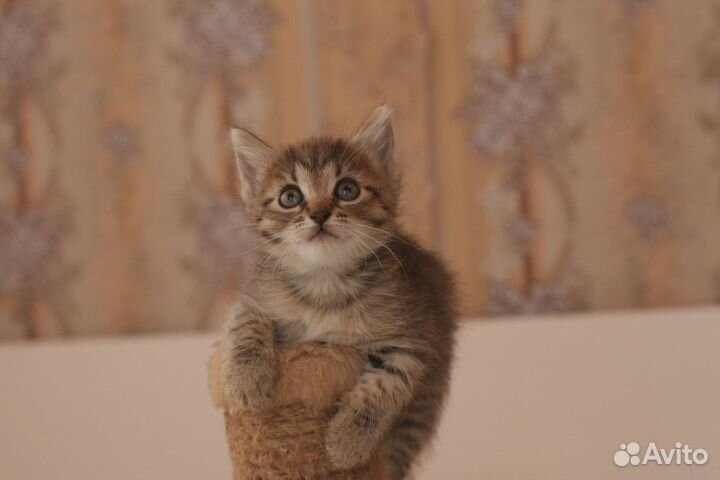 Маленькая кошечка