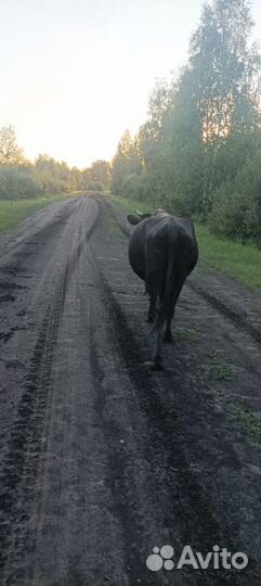 Первотелка