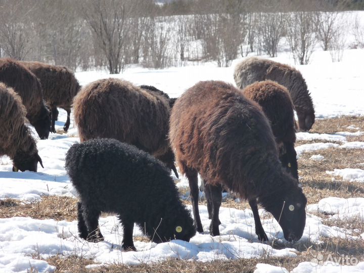 Баранчики Эдильбаваевские