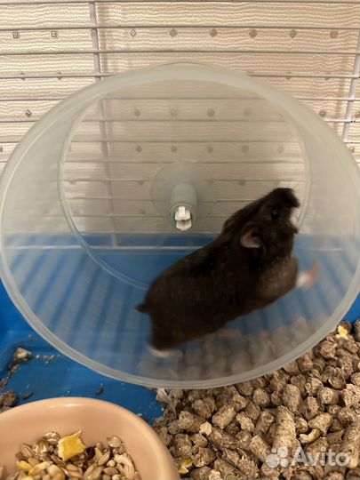 Хомяки с клеткой даром