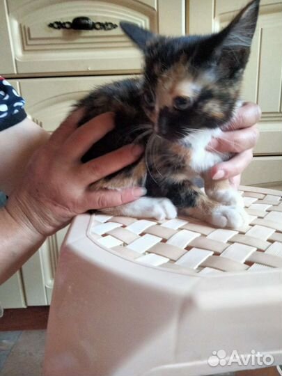 Котенок в дар бесплатно