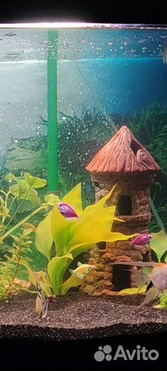 Аквариум