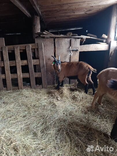 Два козла (7 месяцев) чешский и обычный