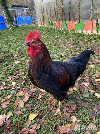 Продаю петушков