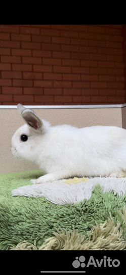 Малыши крольчата