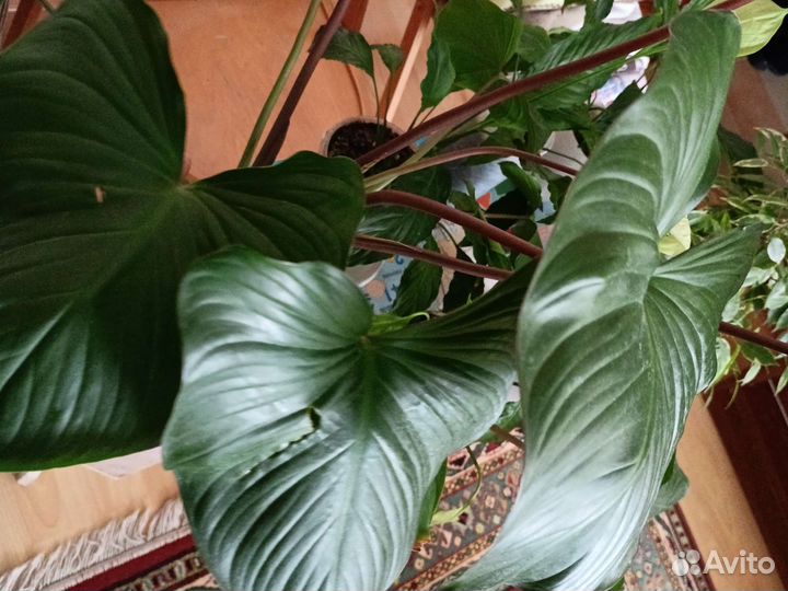 Хамаломена королева сердец