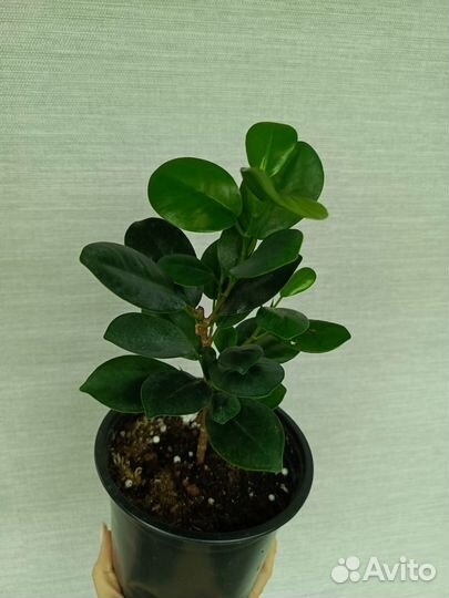 Фикус микрокарпа