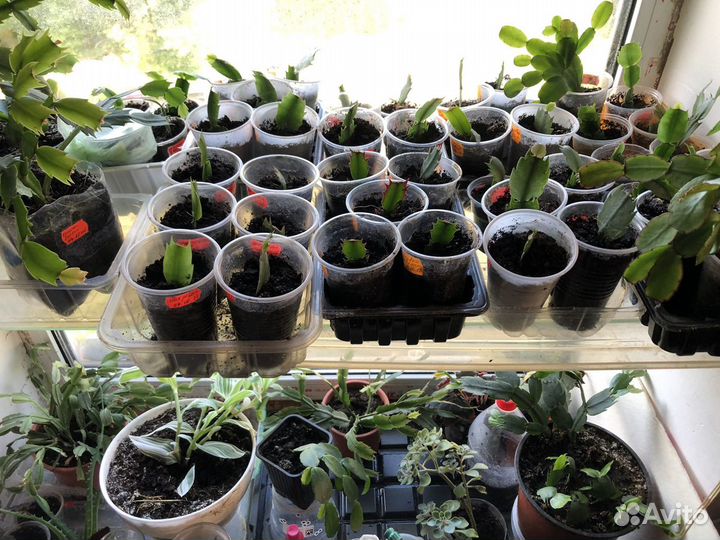 Декабрист красный,белый,ярко розовый с белым