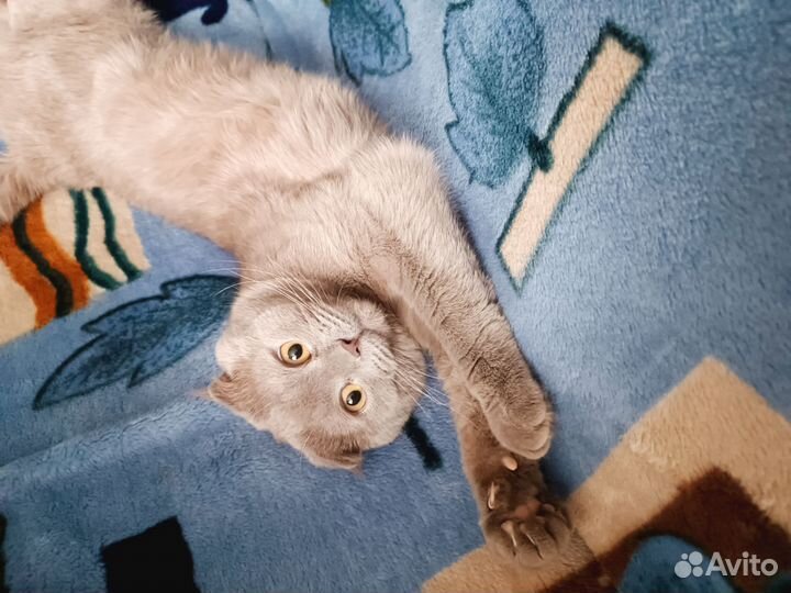 Отдам бесплатно кота