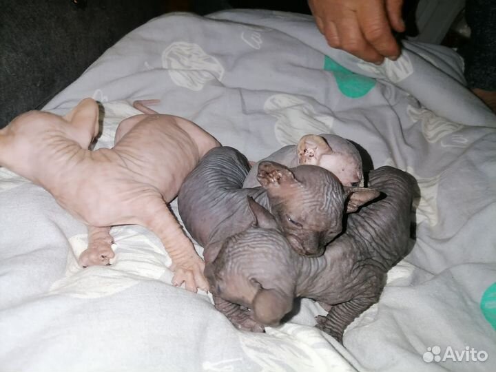 Канадский сфинкс котенок