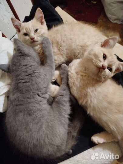 Отдам в добрые руки котят вислоухие, ушки не зашли