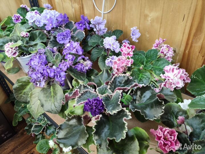 Сортовые фиалки