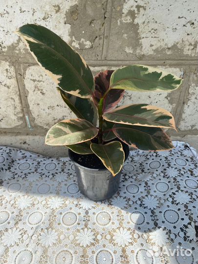 Фикус каучуконосный эластика