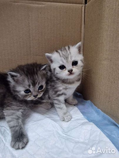 Шотландские котята