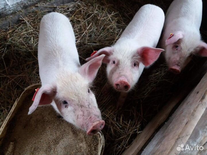 Дом. поросята