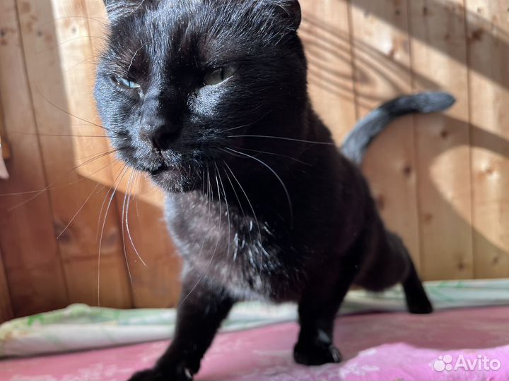 Кошка