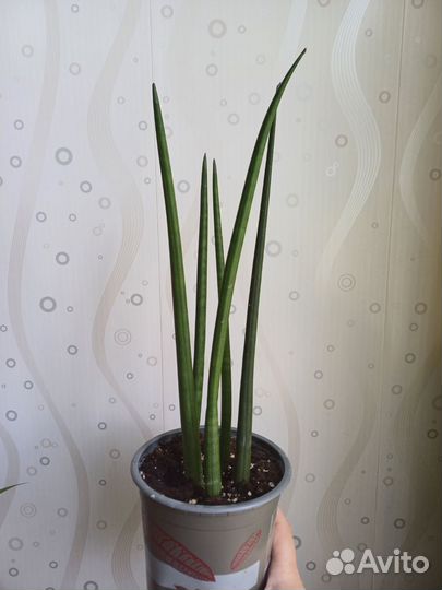 Комнатные цветы