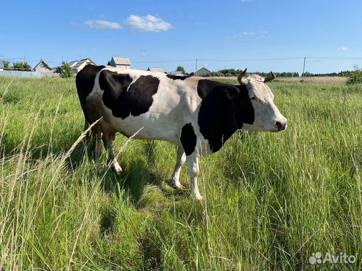 Корова дойная