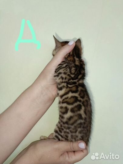 Бенгальские котята