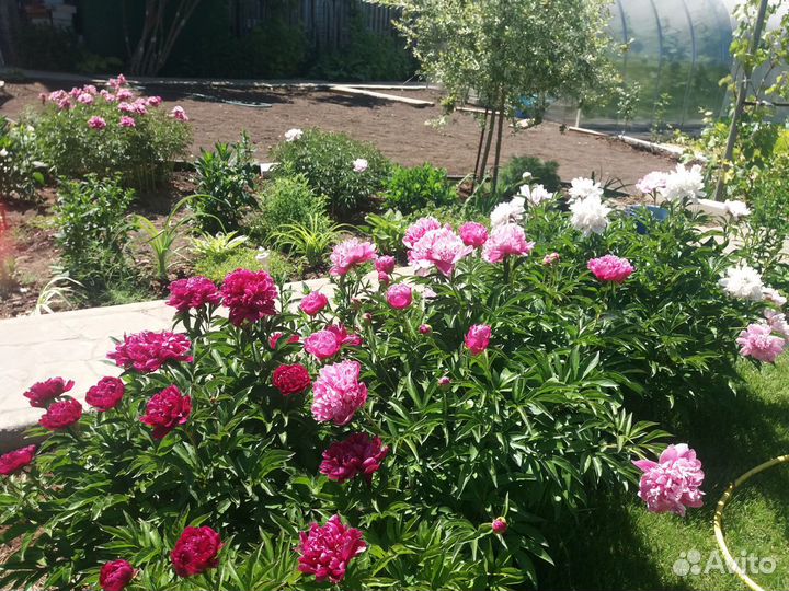 Многолетние садовые цветы