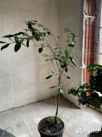 Лимонное дерево