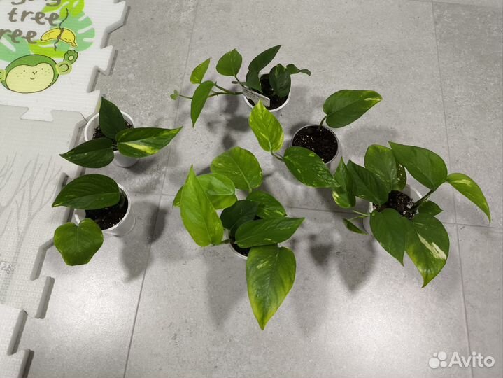 Эпипремнум пиннатум еллоу вариегатный