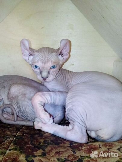 Эльф котенок привит