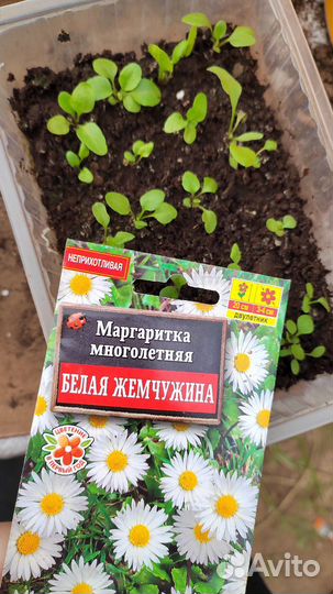 Рассада цветов