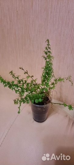 Пеларгонии, Антуриум