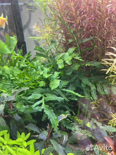 Аквариумные растения