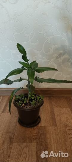 Каланхоэ лечебное