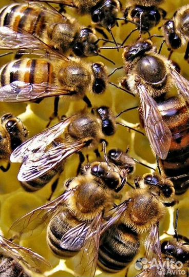 Пчелы