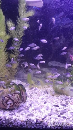 Розовые фламинго, цихлазомы, наннакара неоновая