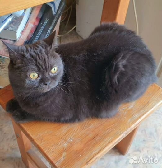 Чистокровная британка ищет хозяев