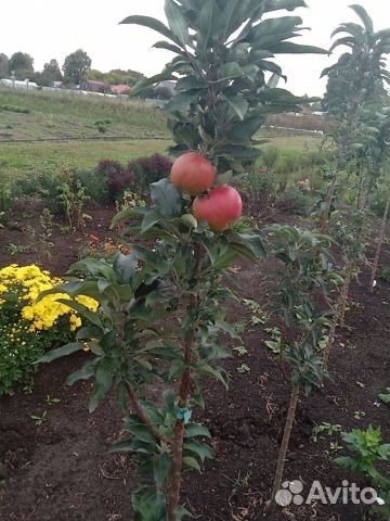 Саженцы плодовых деревьев сирень